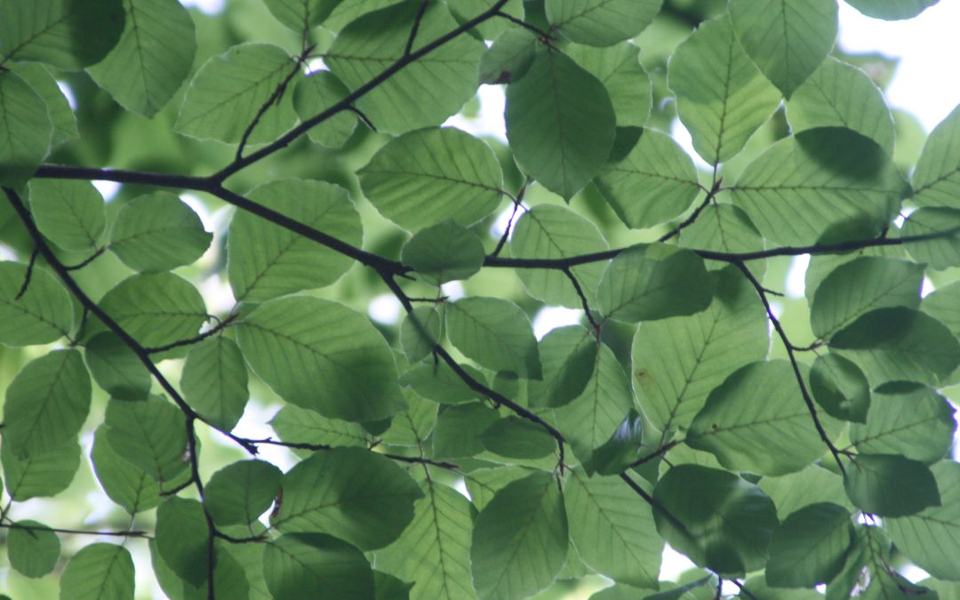 Get a Street Tree in Philadelphia