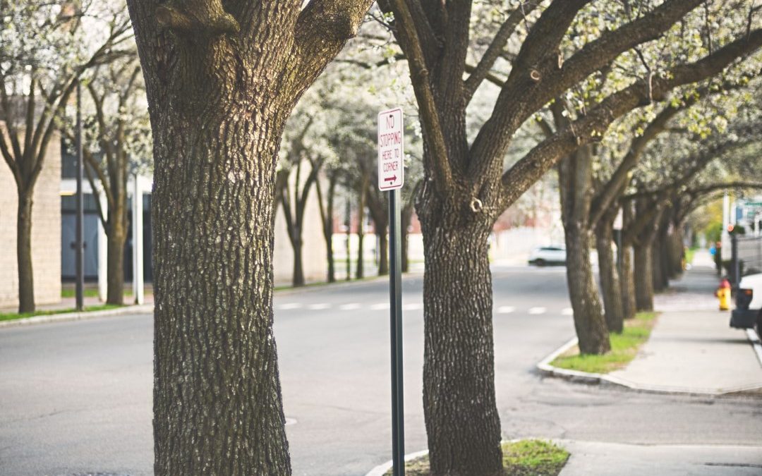Every bit counts – how small patches of vegetation contribute to biodiversity in our city